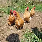 L'aurigast